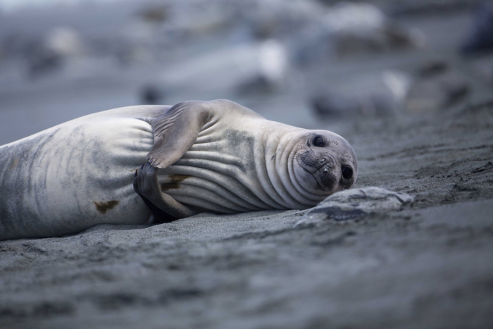 Abbie Trayler-Smith  Elephant seals on Elephant Island. Greenpeace is back in the Antarctic on the last stage of the Pole to Pole Expedition. We have teamed up with a group of scientists to investigate and document the impacts the climate crisis is already having in this area.