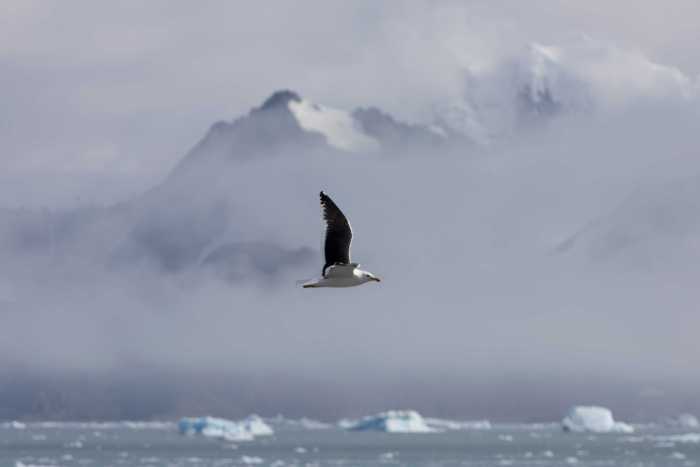 Abbie Trayler-Smith  Elephant Island.  Greenpeace is back in the Antarctic on the last stage of the Pole to Pole Expedition. We have teamed up with a group of scientists to investigate and document the impacts the climate crisis is already having in this area.