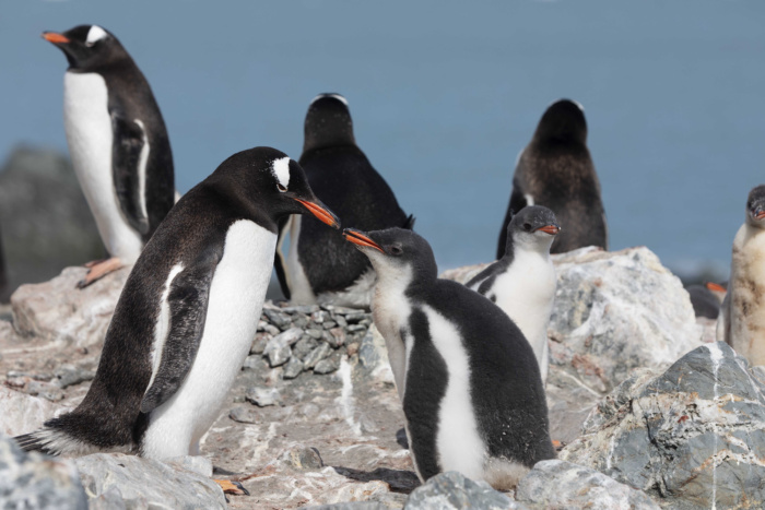 Abbie Trayler-Smith  Gentu penguins on Elephant Island.  Greenpeace is back in the Antarctic on the last stage of the Pole to Pole Expedition. We have teamed up with a group of scientists to investigate and document the impacts the climate crisis is already having in this area.