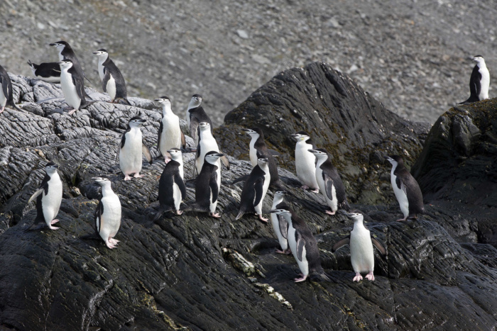 Abbie Trayler-Smith  Chinstrap Penguins on Elephant Island.  Greenpeace is back in the Antarctic on the last stage of the Pole to Pole Expedition. We have teamed up with a group of scientists to investigate and document the impacts the climate crisis is already having in this area.