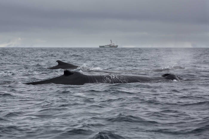 Abbie Trayler-Smith  Humpback whales feeding in the Gerlache Strait, Antarctica.
Greenpeace is back in the Antarctic on the last stage of the Pole to Pole Expedition. We have teamed up with a group of scientists to investigate and document the impacts the climate crisis is already having in this area.